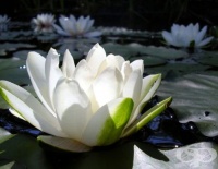 ��� �� �� ������ �� �������� �� �������� ��?